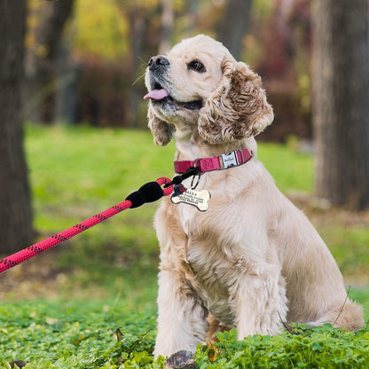 Adjustable Classic Dog Collar with Durable Metal Buckle for Small, Medium, and Large Dogs (Collar + Leash, Neck Size 14"-19", Pink)