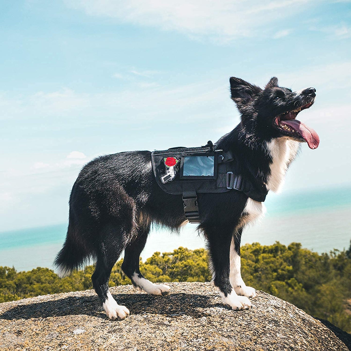 Large Service Dog Harness with Removable Neck Strap and Handle - Short Version (Black)