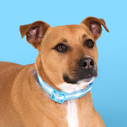 LED Dog Collar - Original USB Rechargeable & Waterproof - 1,000 Feet Visibility - Suitable for Small, Medium, and Large Dogs - USA Brand
