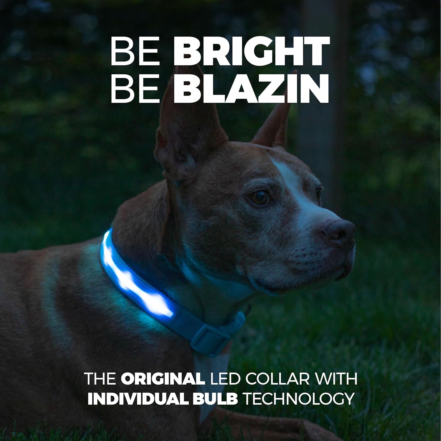 LED Dog Collar - Original USB Rechargeable & Waterproof - 1,000 Feet Visibility - Suitable for Small, Medium, and Large Dogs - USA Brand