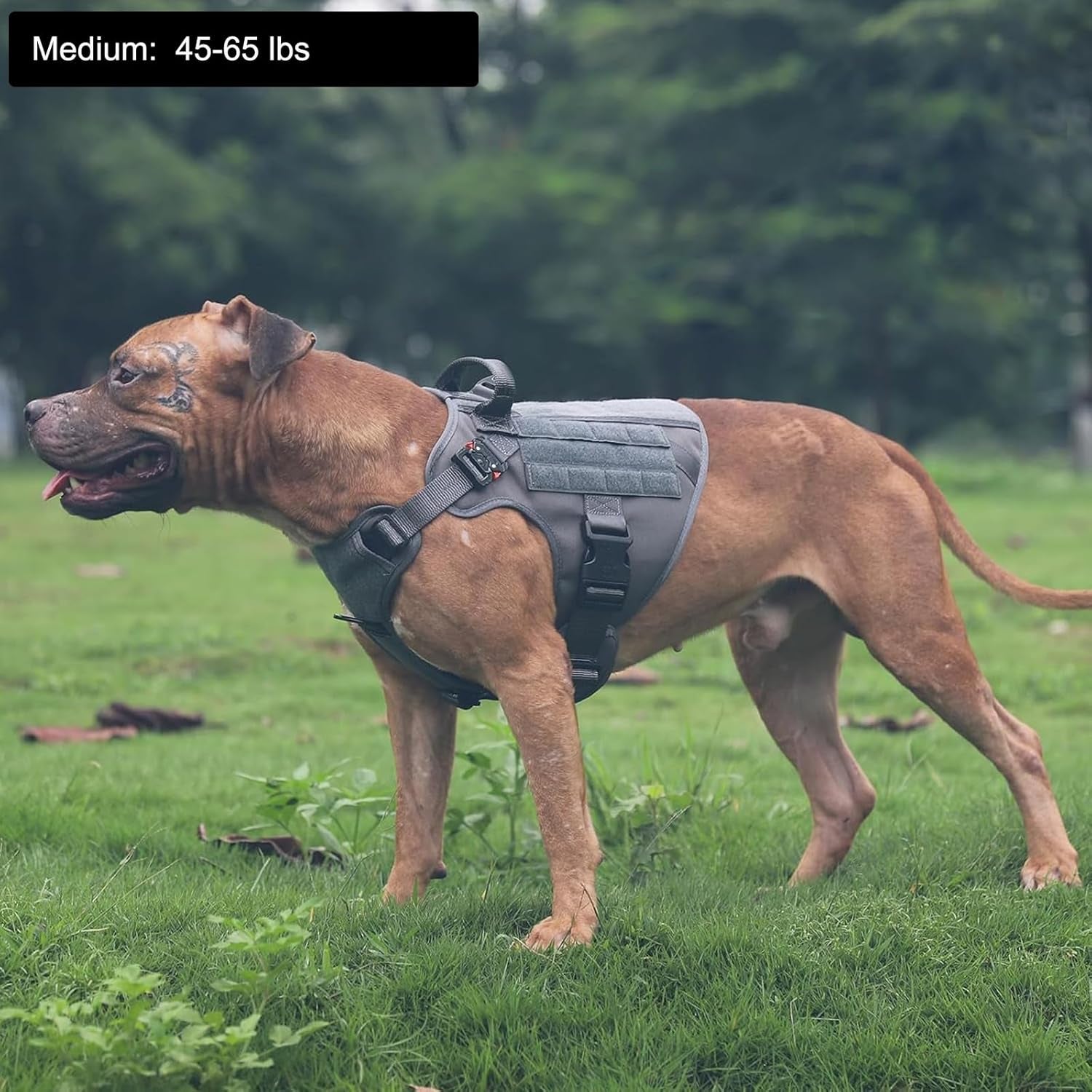 Medium Tactical Dog Harness with Dual Metal Buckles, MOLLE Vest Design, No-Pull Front Leash Clip, and Hook and Loop Panel (Grey, Size M, Single Unit)