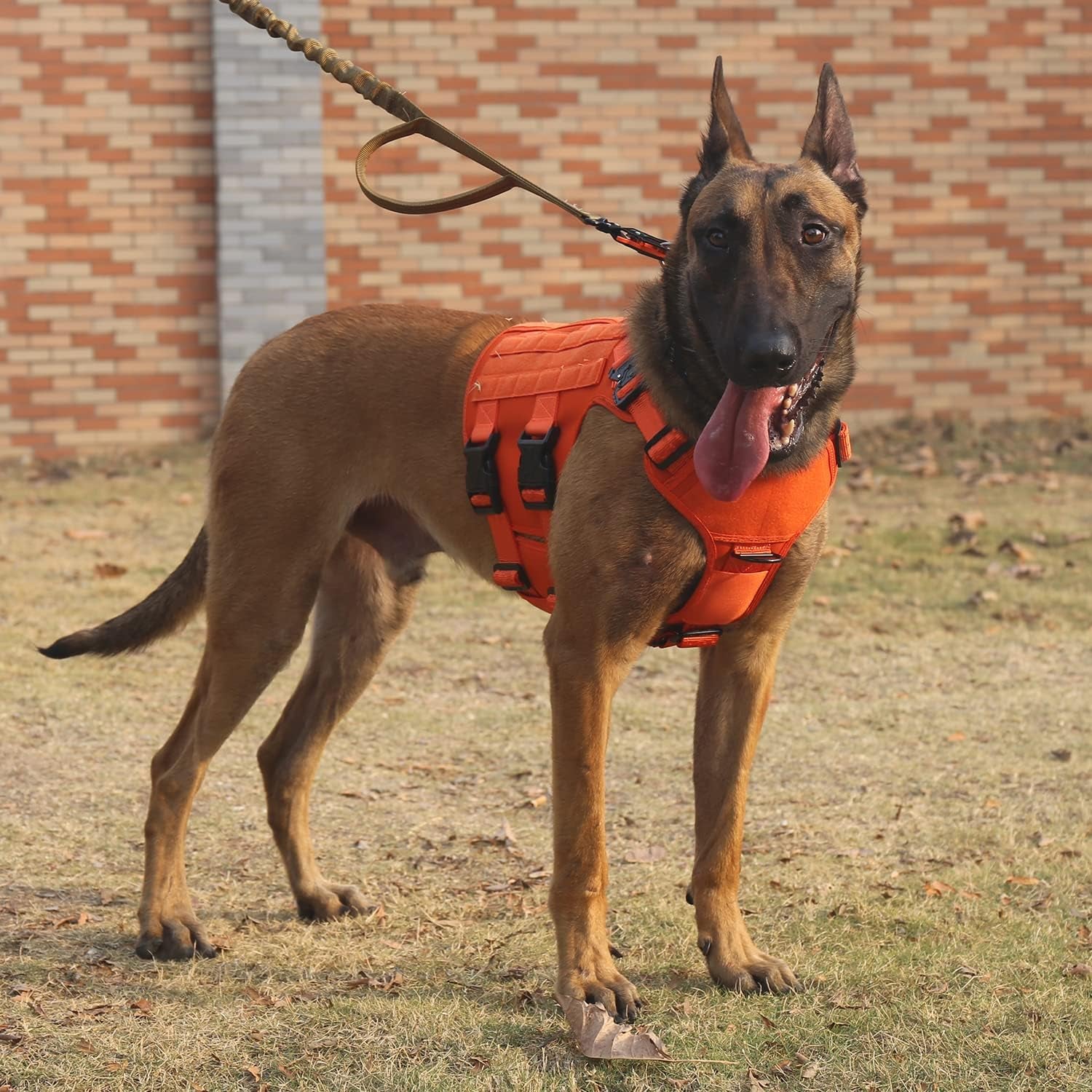 GN5 Tactical Dog Harness for Medium Dogs - MOLLE Vest with Hook and Loop Panels, Handle, and No-Pull Front Leash Clip (Chest Size: 25"-31", Orange)